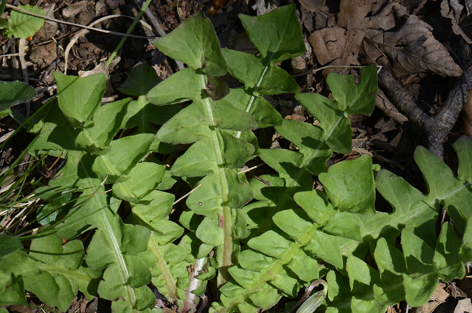 Aposeris foetida / Lattuga fetida